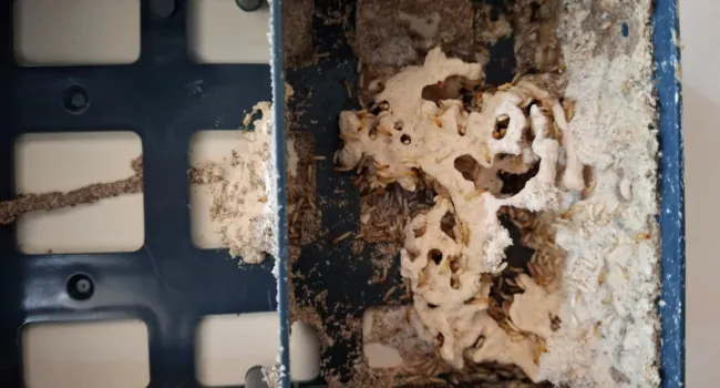 Opened in-ground bait station full of termites feeding on Exterminex bait