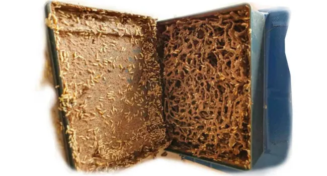 Termite bait station opened after feeding, showing eaten bait matrix
