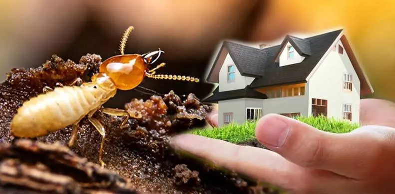 Termites next to a model house held in a hand — protecting homes from termite damage