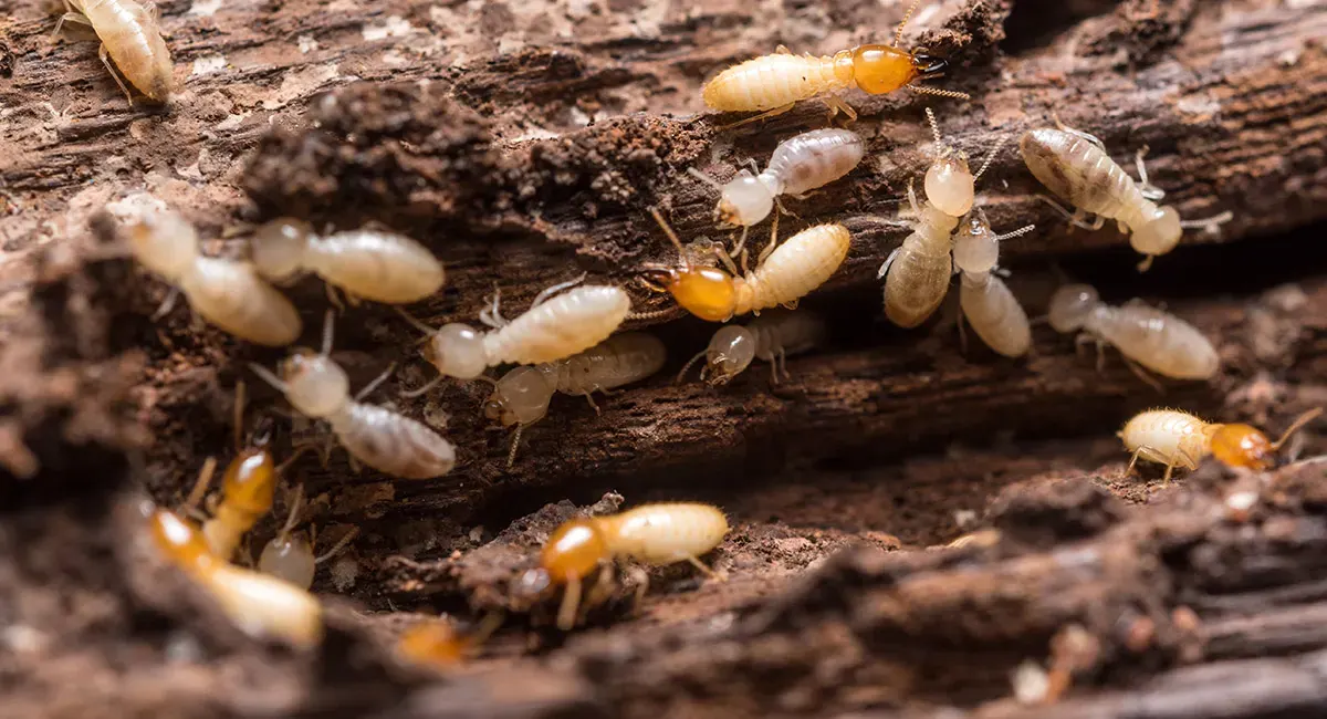 Termites eating through wood